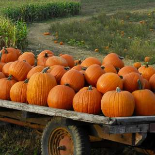 For the Love of Pumpkins