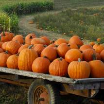 For the Love of Pumpkins