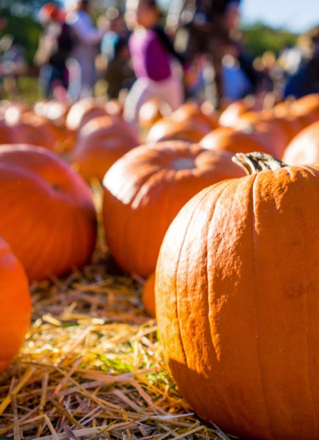 Family-Friendly Fall Fun in Mobile
