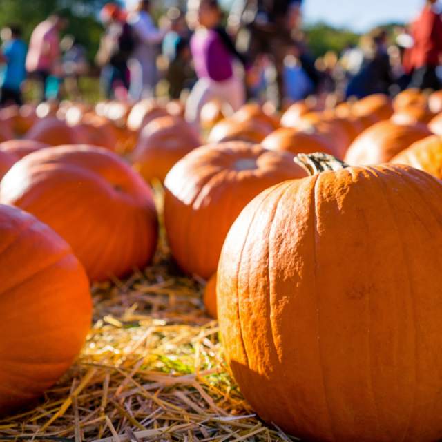 Field of pumpkins