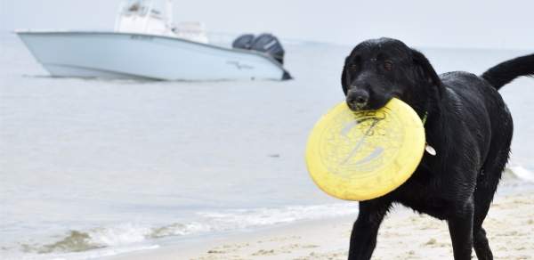 Dog on the beach with a frisbee in his mouth