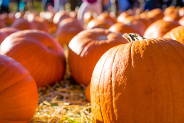 Field of pumpkins